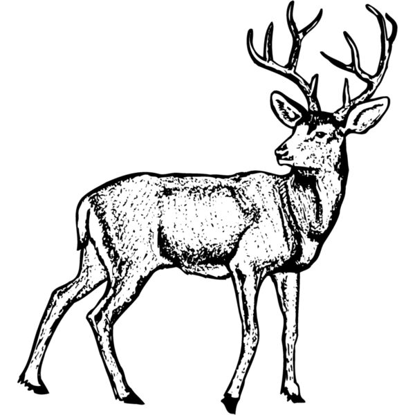 DEER029 Thumbnail